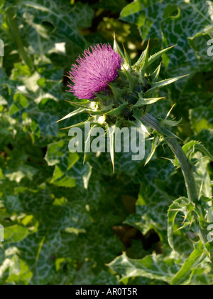 Le Chardon béni (silybium marianum) Banque D'Images