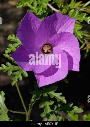 Alyogyne huegelii lilas (Hibiscus) Banque D'Images