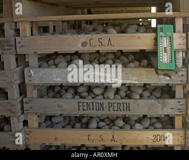 Lumières et les plateaux de pommes de terre de semence en hangar pour encourager la germination avec le thermomètre pour vérifier la température Banque D'Images