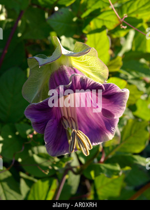 Les cloches de la cathédrale (cobaea scandens) Banque D'Images