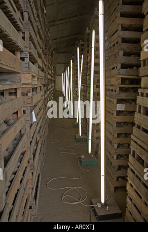 Lumières et les plateaux de pommes de terre de semence en hangar pour encourager la germination Banque D'Images