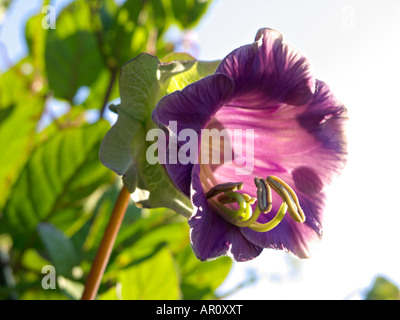 Les cloches de la cathédrale (cobaea scandens) Banque D'Images