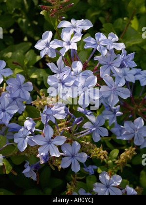 Leadwort plumbago auriculata (CAP) Banque D'Images