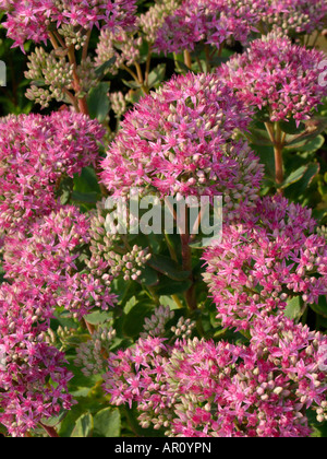 Showy stonecrop (Sedum spectabile 'carl' syn. hylotelephium spectabile 'carl') Banque D'Images