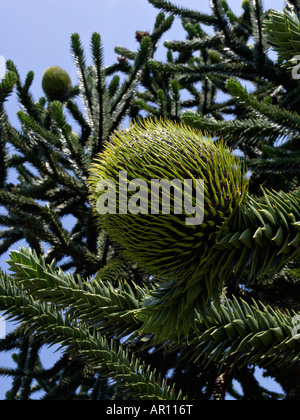 Pin du Chili (Araucaria araucana) Banque D'Images