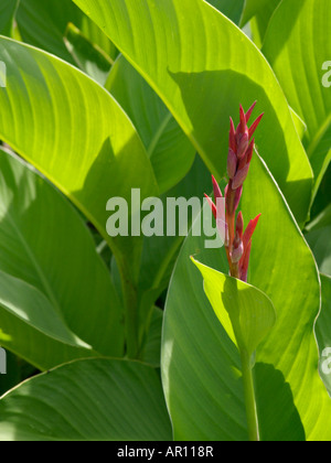 Indian shot (Canna indica) Banque D'Images