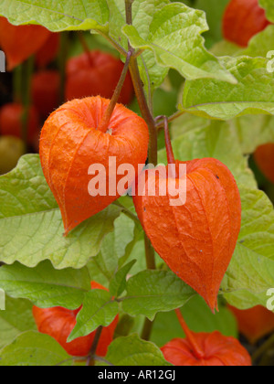 Lanterne chinoise (Physalis alkekengi) Banque D'Images