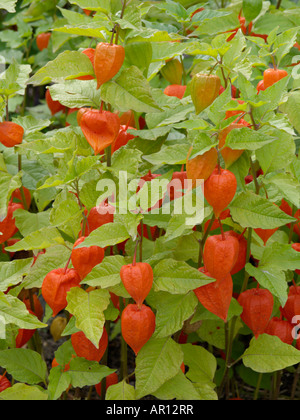 Lanterne chinoise (Physalis alkekengi) Banque D'Images