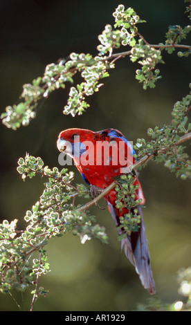 Crimson Rosella Platycercus elegans Blue Mountains Australie Nouvelle Galles du Sud Banque D'Images