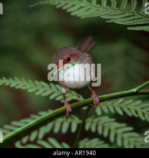Fairy wren femme superbe (Malurus cyaneus), État de Chiltern Forest, New South Wales, Australie Banque D'Images