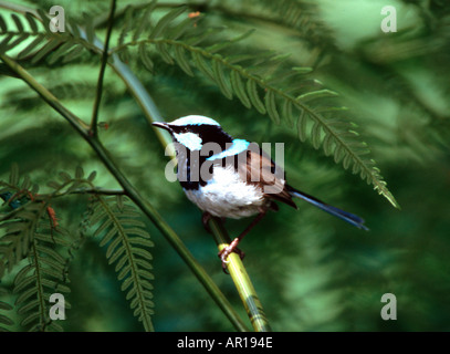 Fairy wren superbe mâle Malurus cyaneus Dharug Reproduction Parc national New South Wales Australie Banque D'Images