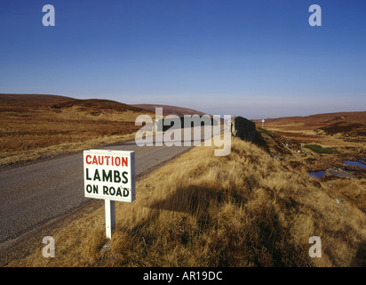 dh STRATH VAGASTIE SUTHERLAND Lambs sur route panneau pont Au-dessus de la rivière Strath Vagastie signalisation routière feux de détresse Ecosse a836 Banque D'Images