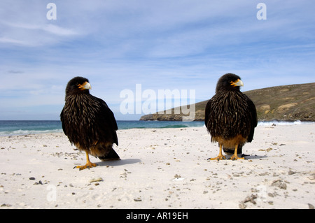Phalcoboenus australis Nouvelle Caracara strié Island Iles Falkland paire debout sur la plage Banque D'Images