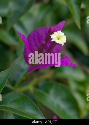 Bougainvillea glabra (fleur en papier 'sanderiana') Banque D'Images