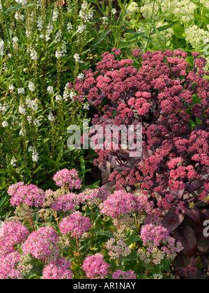 Showy stonecrop (Sedum spectabile 'carl' syn. hylotelephium spectabile 'carl') et orpine (Sedum telephium 'karfunkelstein' hylotelephium syn. Banque D'Images