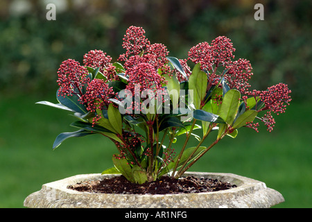 Skimmia japonica Rubella plante arbustive en bouton Banque D'Images