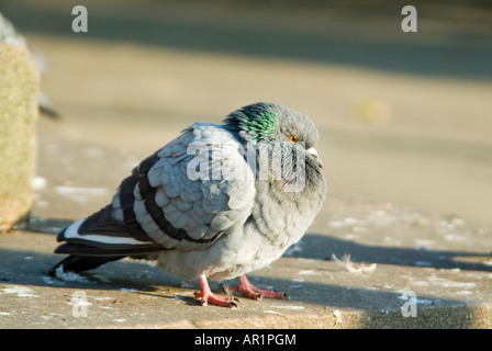 Close up of a horizontal pigeon [Columba livia domestica] se percher avec ses plumes gonflée contre le vent froid Banque D'Images