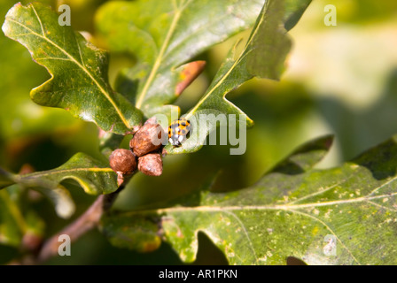 Close up of a horizontal red and black spotted ladybird ladybug coccinelle, ou entre les feuilles d'un énorme chêne mature. Banque D'Images