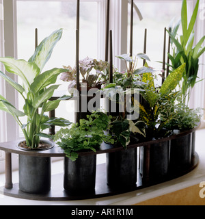 Des petits pots de plantes en rack sur un rebord de fenêtre Banque D'Images