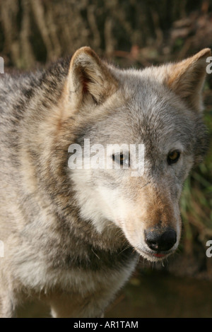 Loup gris Beenham Wolf Conservation Trust Banque D'Images