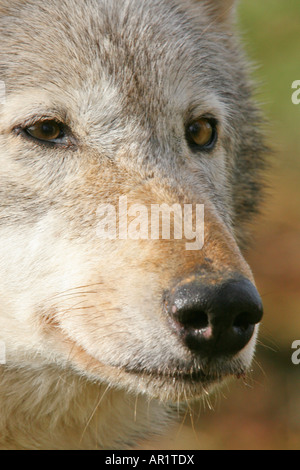 Beenham Conservation Trust gray wolf close up Banque D'Images