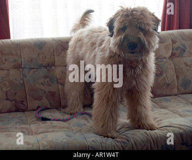 Wheaten Terrier dog standing on settee prêt à jouer Banque D'Images