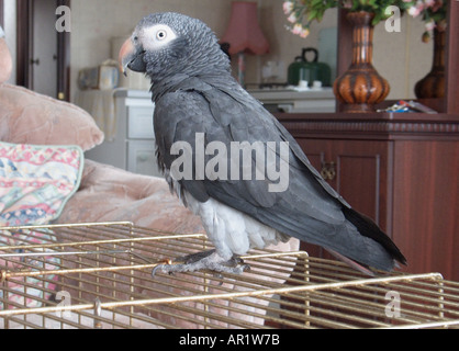 Perroquet gris d'Afrique Banque D'Images