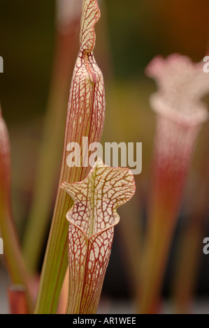 Sarracenia leucophylla trompette blanc sarracénie carnivores famille Sarraceniaceae Banque D'Images