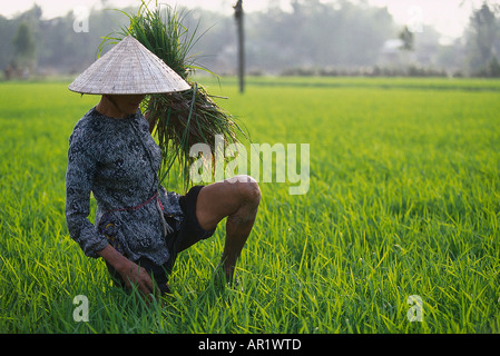 Agriculteur récolte le riz sur un champ de riz dans le nord du Vietnam Banque D'Images