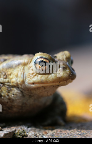 Crapaud commun Bufo bufo sur mur de brique Banque D'Images