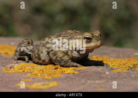 Crapaud commun Bufo bufo sur mur de brique Banque D'Images