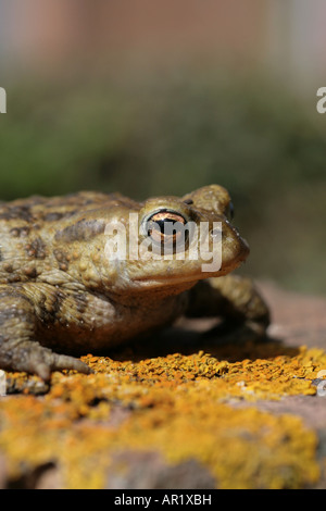 Crapaud commun Bufo bufo sur mur de brique Banque D'Images