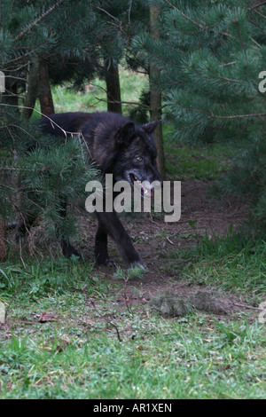 Loup gris Banque D'Images