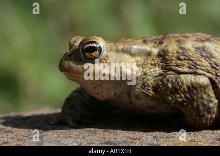 Crapaud commun Bufo bufo sur mur de brique Banque D'Images