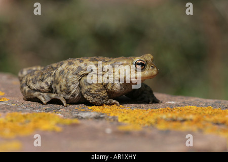 Crapaud commun Bufo bufo sur mur de brique Banque D'Images