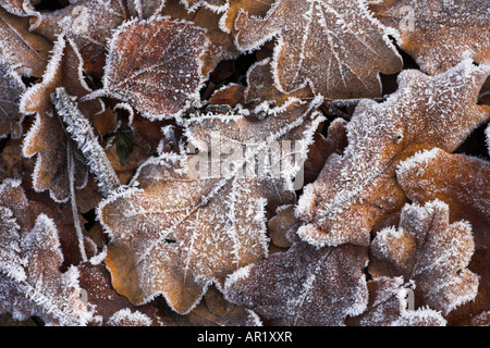 Les feuilles tombées sur le dépoli de landes, New Forest Banque D'Images