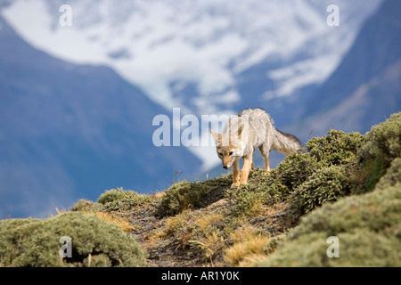 Pseudalopex griseus renard gris andine dans le Parc National Torres del Paine Patagonie Patagonie Chili Région de Magallanes Banque D'Images