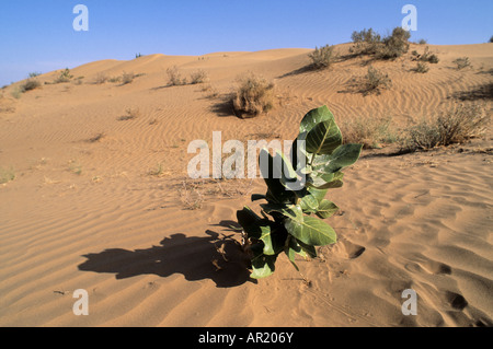 Le désert de Thar près de Jaisalmer, Rajasthan IN Banque D'Images