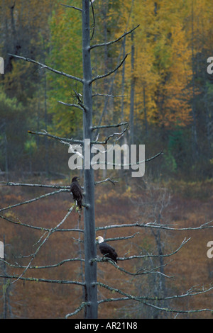 Aigle à tête blanche Haliaeetus leucocephalus juvénile et adulte dans un arbre à l'automne Haines Chilkoot Bald Eagle Preserve Southeast Alaska Banque D'Images