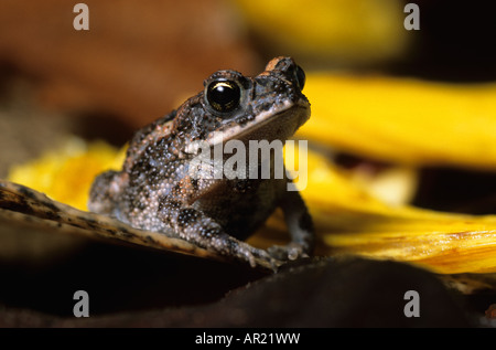 Canne ou marines au NIcaragua crapaud Bufo marinus Banque D'Images