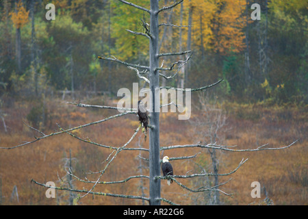 Aigle à tête blanche Haliaeetus leucocephalus juvénile et adulte dans un arbre à l'automne Haines Chilkoot Bald Eagle Preserve Southeast Alaska Banque D'Images