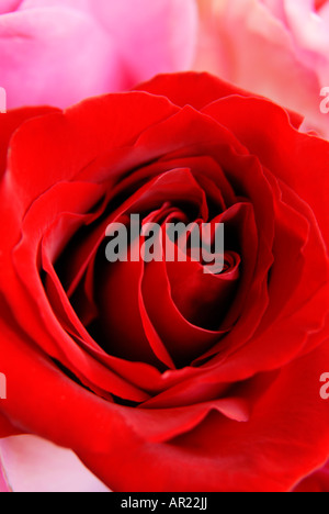 Rose rouge close-up Banque D'Images