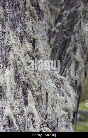 Vieil homme s beard lichen Usnea espèces sur le sud de l'hêtre Nothofagus betuloides Parc National Torres del Paine Patagonie Chili Banque D'Images