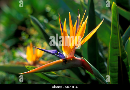 Jardin botanique, Strelitzia reginae, Bonatico Jardim, Funchal, Madeira, Portugal Banque D'Images