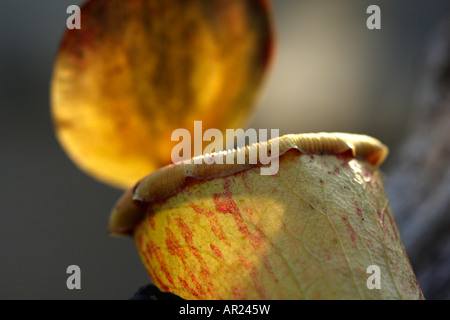 [Sarracénie] [Nepenthes truncata], 'close up' détail Banque D'Images