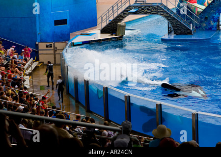 L'Orque Shamu Seaworld à Orlando, Floride USA Banque D'Images