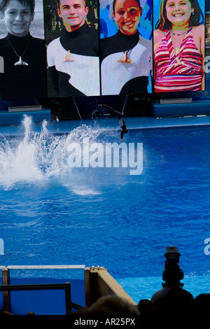 L'Orque Shamu Seaworld à Orlando, Floride USA Banque D'Images