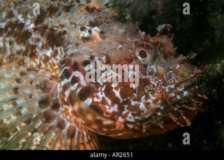 France Marseille l'île de Jarre de tête de poisson Scorpion poissons porc Scorpaena Scrofa Banque D'Images