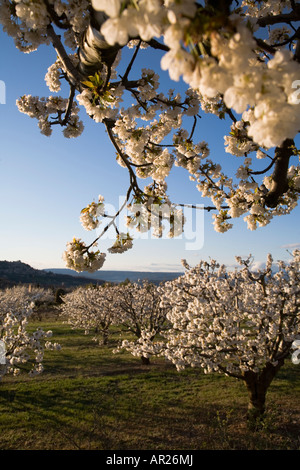 Les fleurs de cerisier Lacoste dans le Luberon Vaucluse Provence France Distance Banque D'Images
