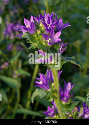 Bellflower campanula glomerata (en cluster) Banque D'Images